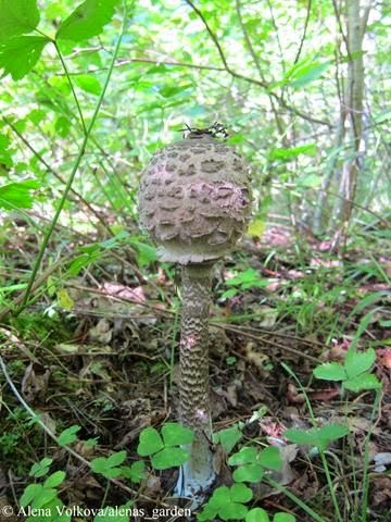 гриб-зонтик, макролепиота, macrolepiota, rhacodes, рецепт приготовления, фото