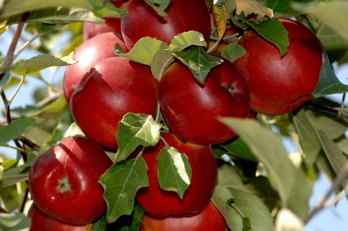 Как употреблять фрукты с пользой для здоровья: 5 главных правил