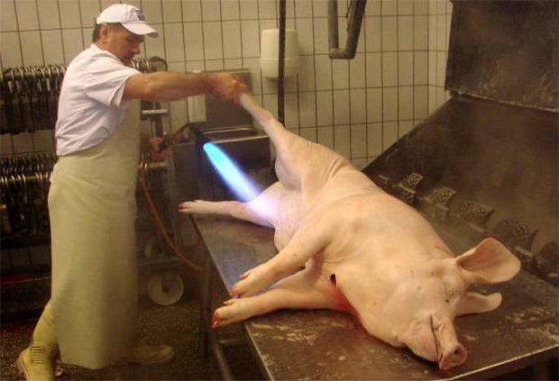 сколько варить легкое свиное 