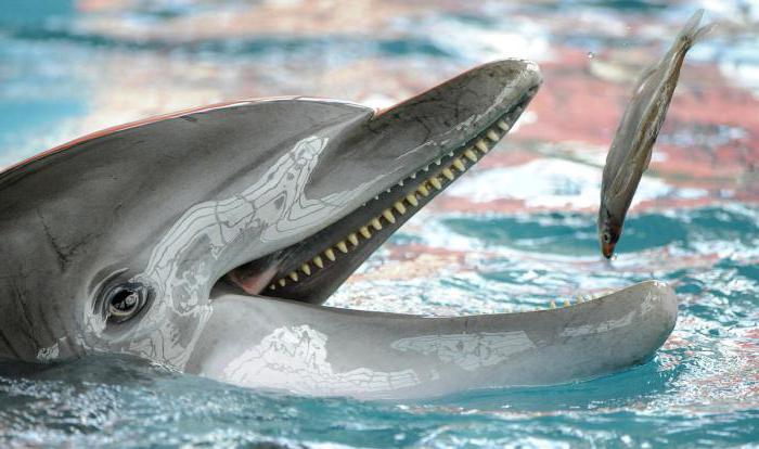 что едят дельфины