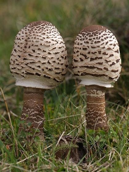 грибы зонтики съедобные