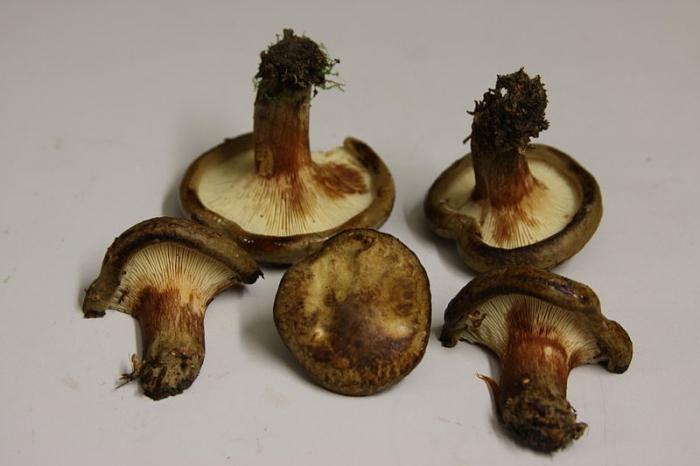 коровники грибы фото