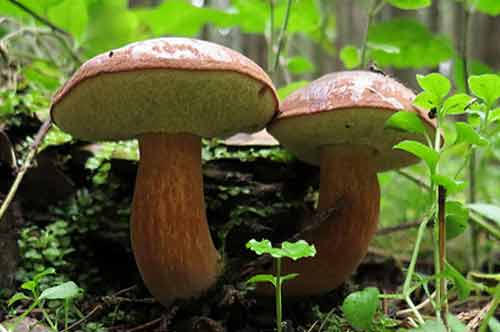 Эти удивительные польские грибы
