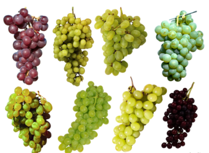 сорта винограда для варенья