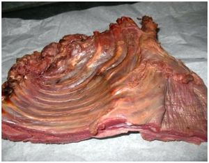 Мясо бобра: свойства и рецепты блюд
