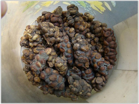 Кофе "Kopi Luwak"