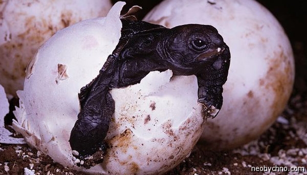 Галапагосская черепаха на супчик