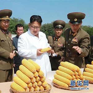Ким осматривает кукурузу