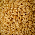 Как употреблять проросшую пшеницу?