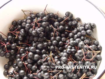 Черноплодная рябина, рецепты и заготовки на зиму