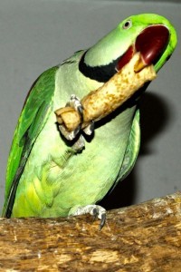 самец александрийского попугая, лакомство