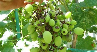 Антракноз винограда (лат. Elsinoe ampelina) фото