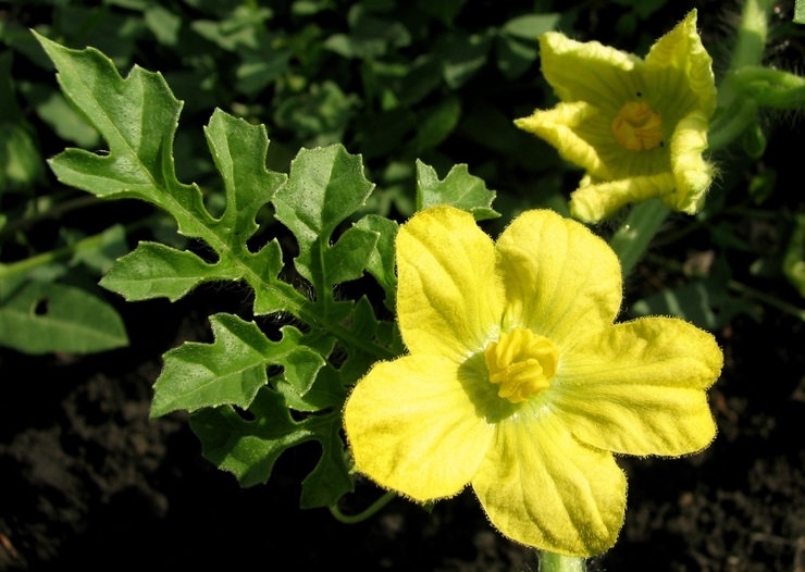 Значительная часть бахчевых культур обладает стелющейся и достаточно длинной стеблевой частью, а также характеризуется большими листьями и крупными желтыми цветками
