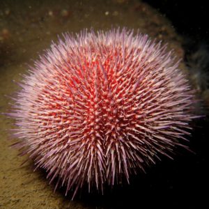 Echinoidea