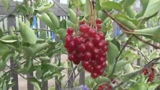Красная черемуха отличный урожай ягод 9 августа 2016