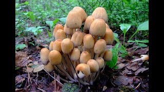 Грибы Навозники - съедобные грибы. Французский деликатес.