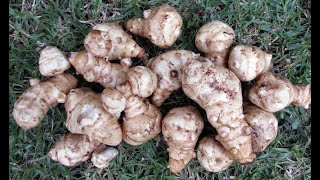 Эко питание Топинамбур. Употребление: порошок корня. Jerusalem artichoke. Use: Powder from the root.