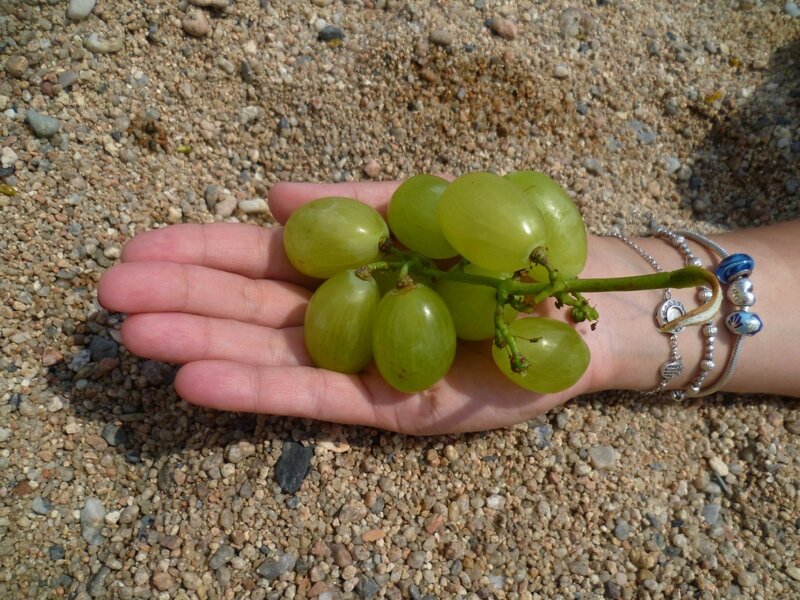 Виноград в Испании (Grapes in Spain)