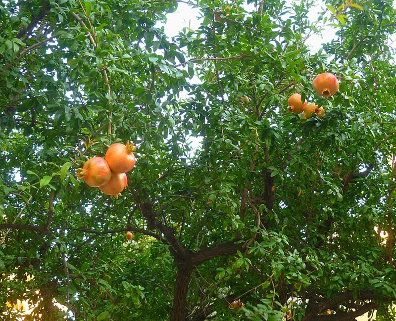Гранаты в Испании (Pomegranates in Spain)