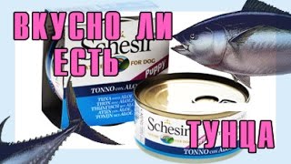 ВКУСНО ЛИ ЕСТЬ ТУНЦА?