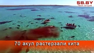 70 акул растерзали кита на глазах туристов