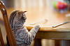 Кошка ждет пища, как человек сидит за столом | Фото