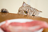 Кошка пытается украсть еду из кухонного стола | Фото