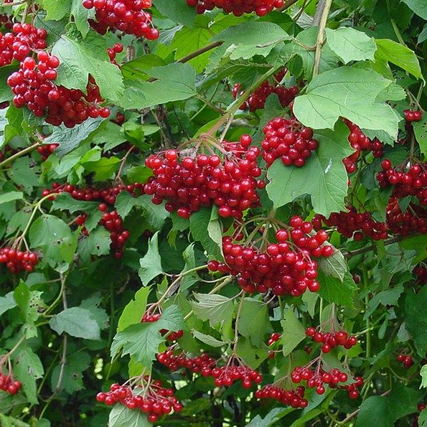 фото ягод и растения красной калины