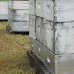 Пчёлы и опыление