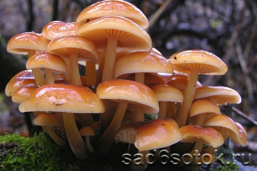 Опята зимние (Flammulina velutipes)