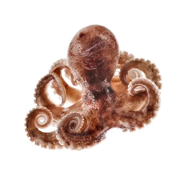 Маленький осьминог, изолированные на белом фоне — стоковое фото