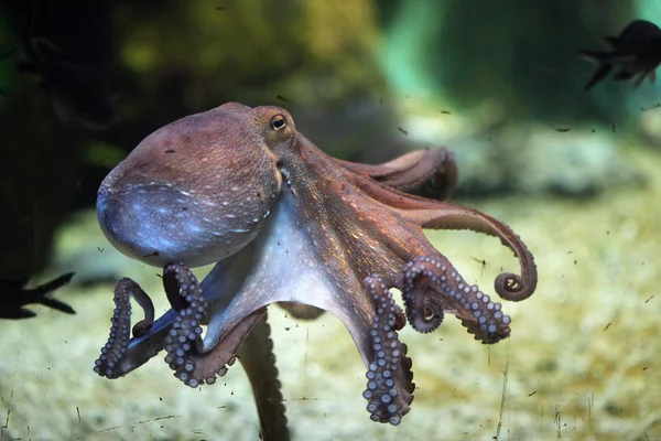 Common octopus (Octopus vulgaris). — стоковое фото