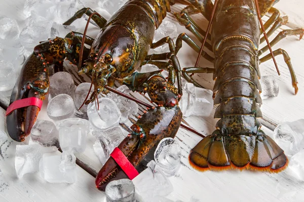 Ice cubes beside raw lobsters. — стоковое фото