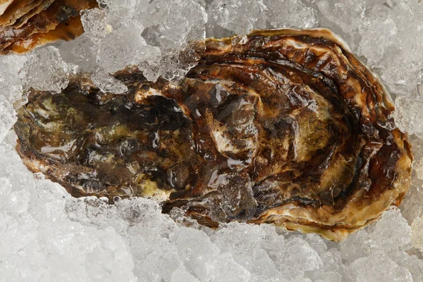 Охлажденные Изысканные Морепродукты Устрицы Льду — стоковое фото