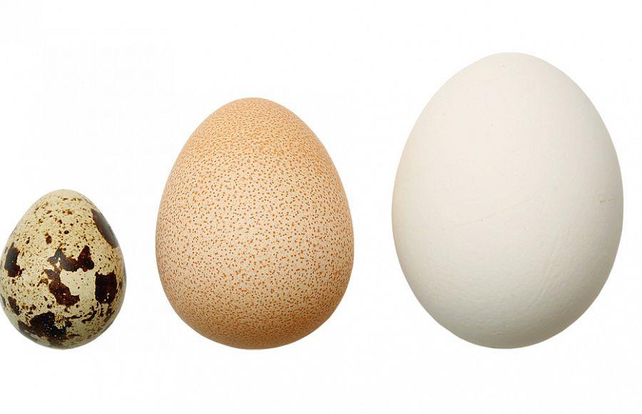 Перепелиное(слева), цесариное и куриное(справа) яйца