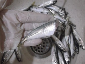 Мытье чищенной рыбы