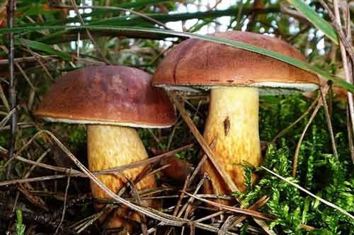 Гордые красавцы - два польских гриба
