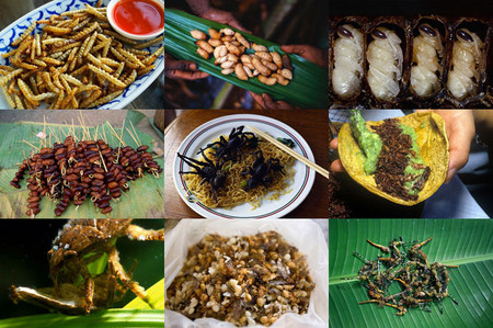 Двенадцать самых вкусных блюд из насекомых — фото 29