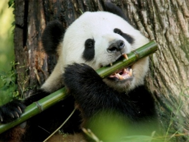 Что ест панда?