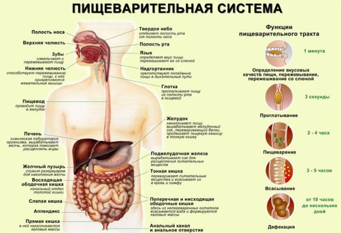 система пищеварения