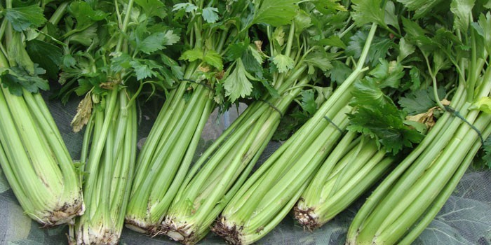Салат из сельдерея стеблевого для похудения - полезные диетические рецепты блюд с фото