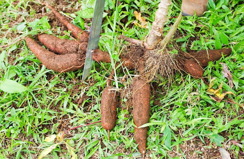 Корень Cassava