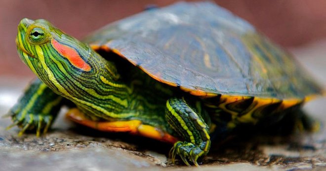 Чем кормить красноухую черепаху - что можно давать, а что нельзя?