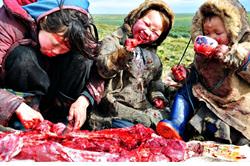 Копальхем - сгнившее мясо оленя, Чукотка, Россия