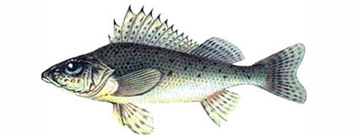 Ёрш (лат. Gymnocephalus cernuus) - рыбы Сибири - Сибирская рыбалка