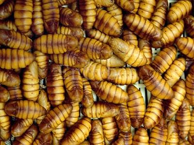 silkworm-larvae
