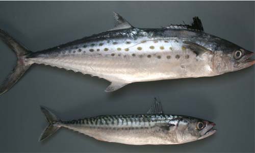 Skumbriya i makrel