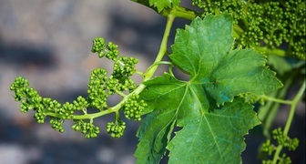Листья винограда - полезные свойства, применение в кулинарии, рецепты