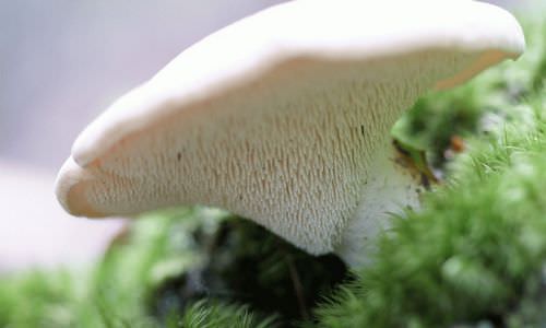 Гриб ежевик не пользуется успехом среди грибников из-за некоторых видов, обладающих жгучим вкусом
