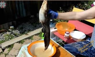 сом рыба, как приготовить рыбу сом, шашлык +из сома рецепт,